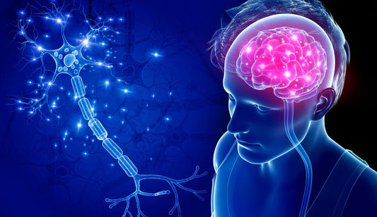 A medical graphic image of a brain being shown highlighted in purple