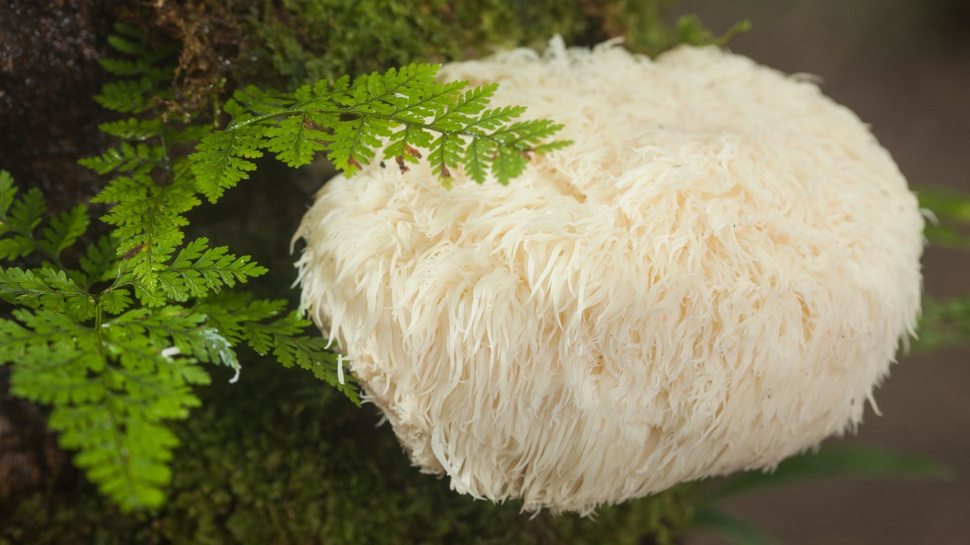 Benefits Of Lion s Mane Mushroom Evolution Botanicals benefits-of-lion-s-mane-mushroom-evolution-botanicals
