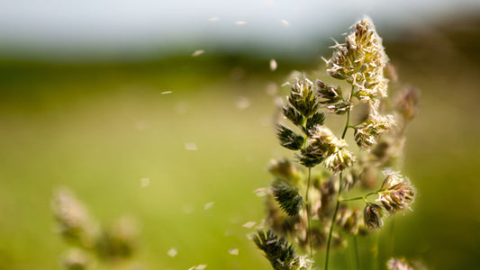 A plant blowing in the wind with it's pollen spreadin out from it.