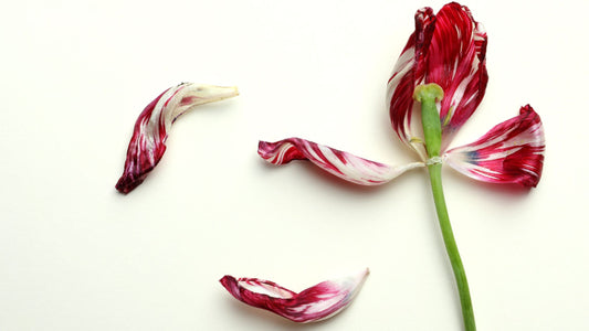 A rose plant stalk sitting on a green surface with petals dispersed around it.