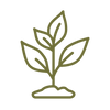 A leafy plant growing out of soil