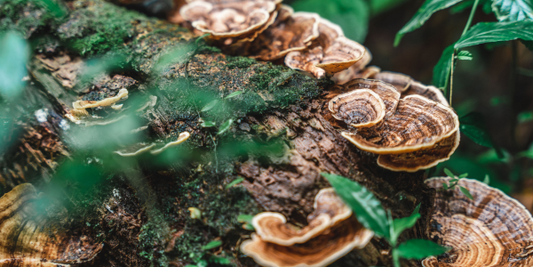 Why Organic Matters When It Comes To Functional Mushrooms