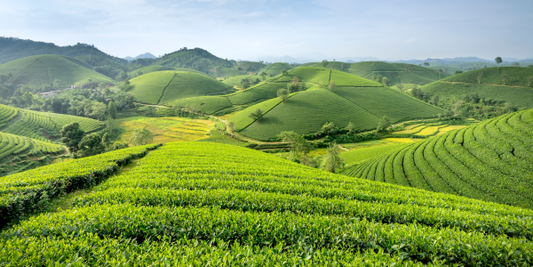 Beyond The Taste: The Powerful Compounds That Make Matcha So Unique