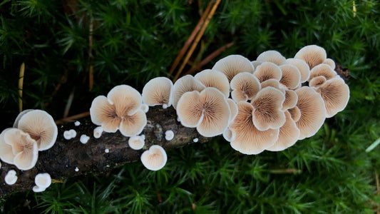 A top down image of mushrooms growing on a tree branch. 