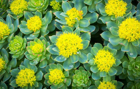 Many wild Rhodiola flowers filling the image with green and yellow