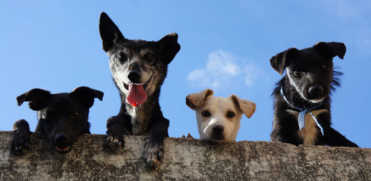 Four dogs peaking over a fence. 