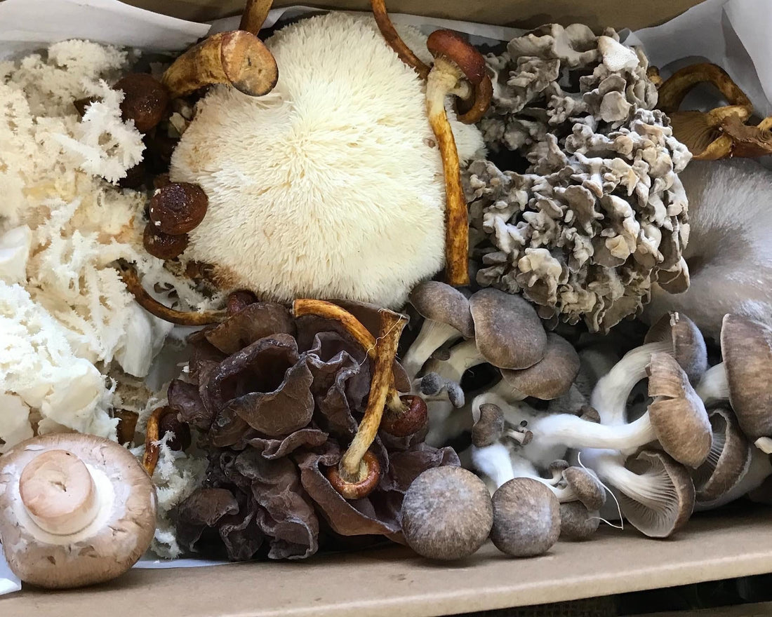 A box filled with various different types of mushrooms
